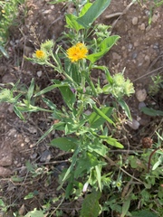 Pentanema britannica