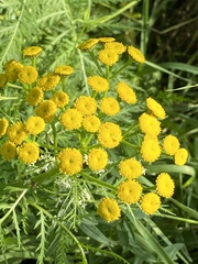 Tanacetum vulgare boreale