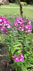 Phlox paniculata