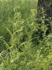 Tanacetum vulgare boreale