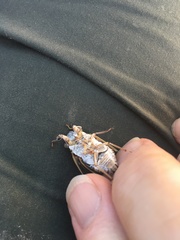 Diceroprocta eugraphica