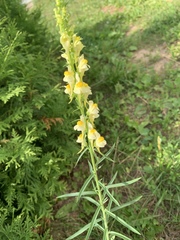 Linaria vulgaris