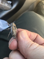 Diceroprocta eugraphica