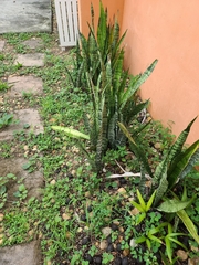 Sansevieria trifasciata