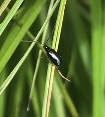 Luperus longicornis