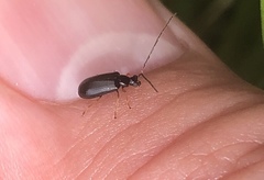 Luperus longicornis