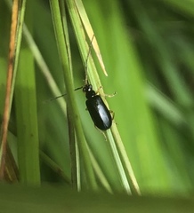 Luperus longicornis