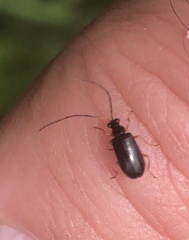 Luperus longicornis