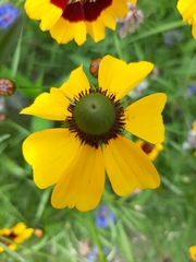 Rudbeckia amplexicaulis