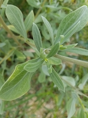 Borrichia frutescens image