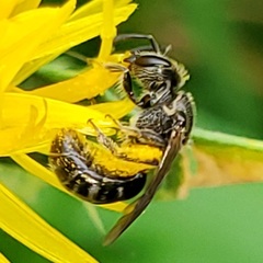 Lasioglossum pectorale