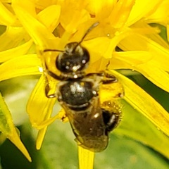 Lasioglossum pectorale