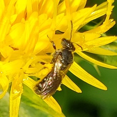 Lasioglossum pectorale