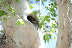 Megascops trichopsis