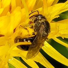 Lasioglossum pectorale