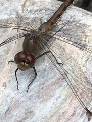 Sympetrum