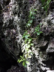 Peperomia mariannensis