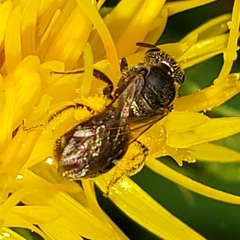 Lasioglossum pectorale