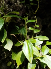 Peperomia mariannensis