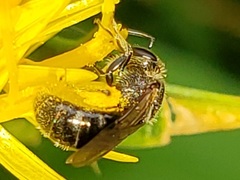 Lasioglossum pectorale