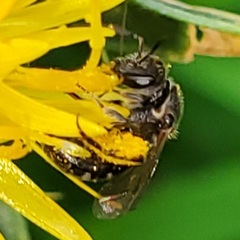 Lasioglossum pectorale