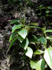 Peperomia mariannensis
