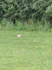Sylvilagus floridanus