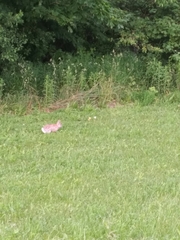 Sylvilagus floridanus