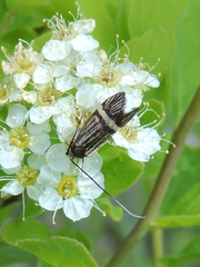 Nemophora congruella