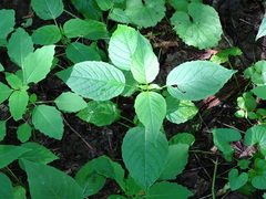 Circaea canadensis