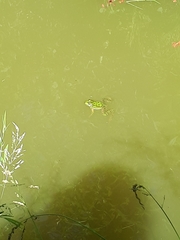 Pelophylax