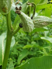 Rhyssomatus lineaticollis