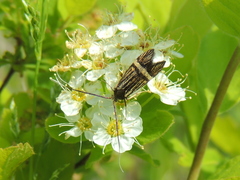 Nemophora congruella