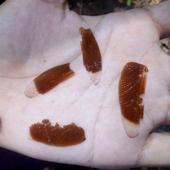 Neurothemis terminata