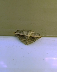 Metanema determinata