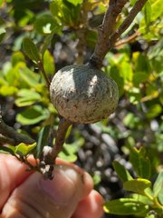 Protobalandricus spectabilis