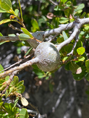 Protobalandricus spectabilis