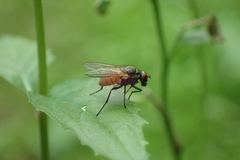 Thricops semicinereus