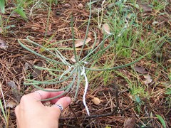 Jurinea stoechadifolia
