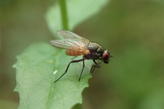 Thricops semicinereus