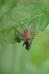 Thricops semicinereus