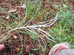 Jurinea stoechadifolia