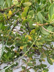 Scaevola plumieri image