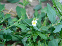Viola arvensis
