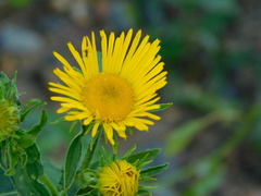 Pentanema britannica