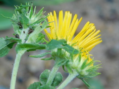 Pentanema britannica