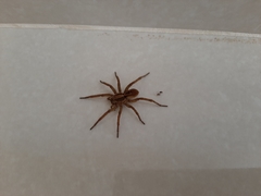 Lycosidae