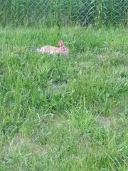 Sylvilagus floridanus