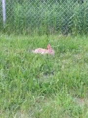 Sylvilagus floridanus