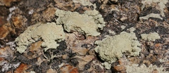 Protoparmeliopsis pinguis